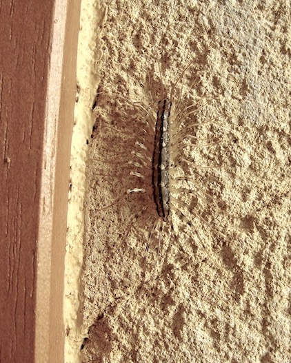 centipede